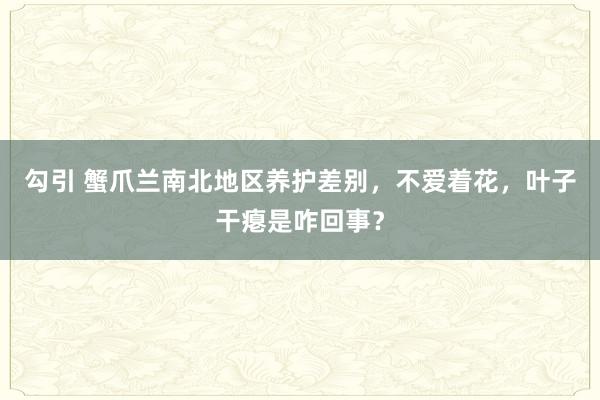 勾引 蟹爪兰南北地区养护差别，不爱着花，叶子干瘪是咋回事？