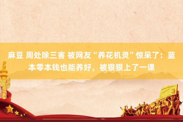 麻豆 周处除三害 被网友“养花机灵”惊呆了：蓝本零本钱也能养好，被狠狠上了一课