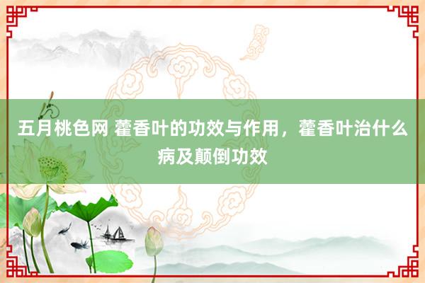 五月桃色网 藿香叶的功效与作用，藿香叶治什么病及颠倒功效